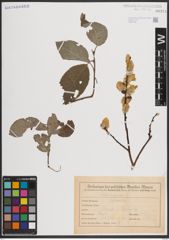 Foto von Salix caprea L.